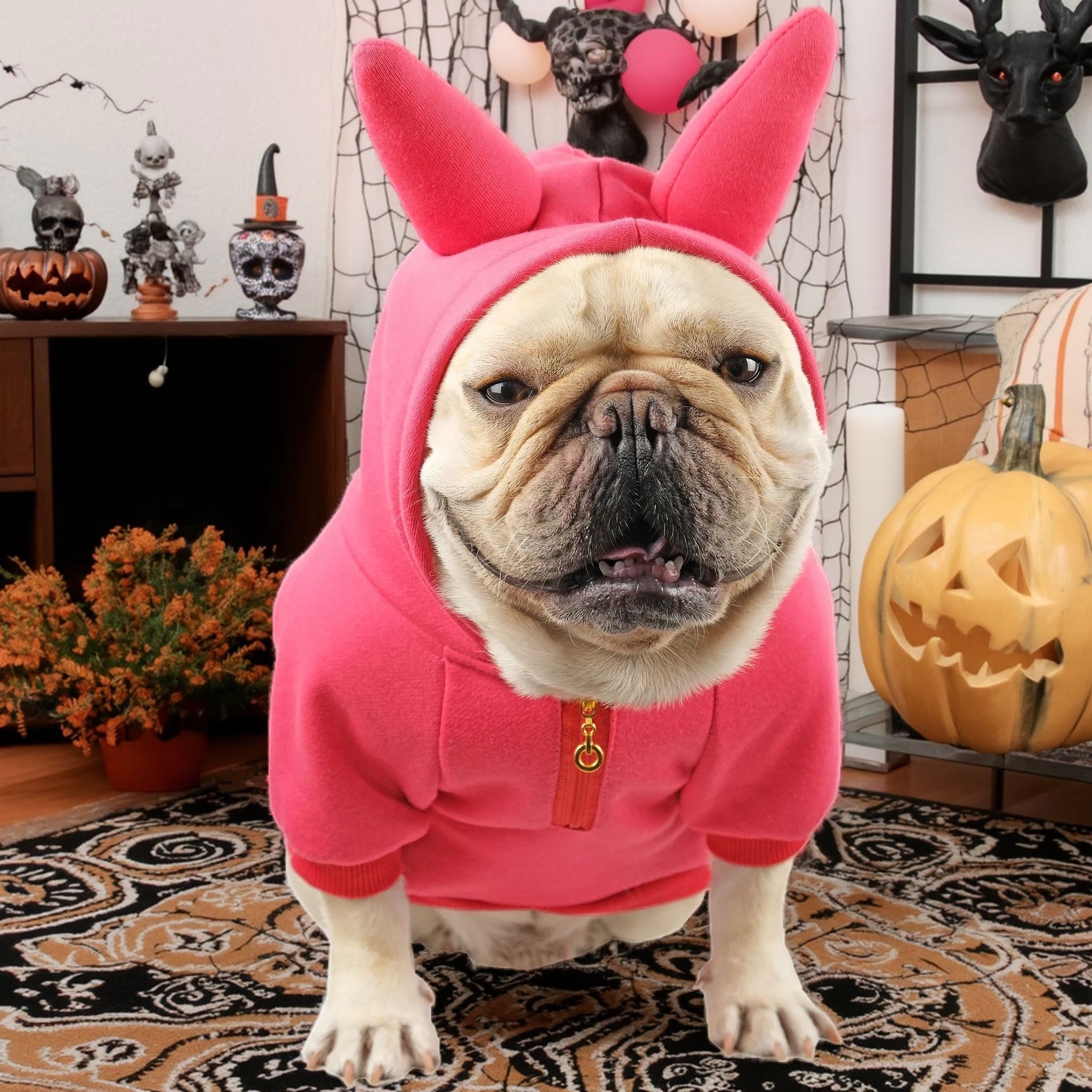 Cheertails Halloween dog costume photoshoot ready festive look