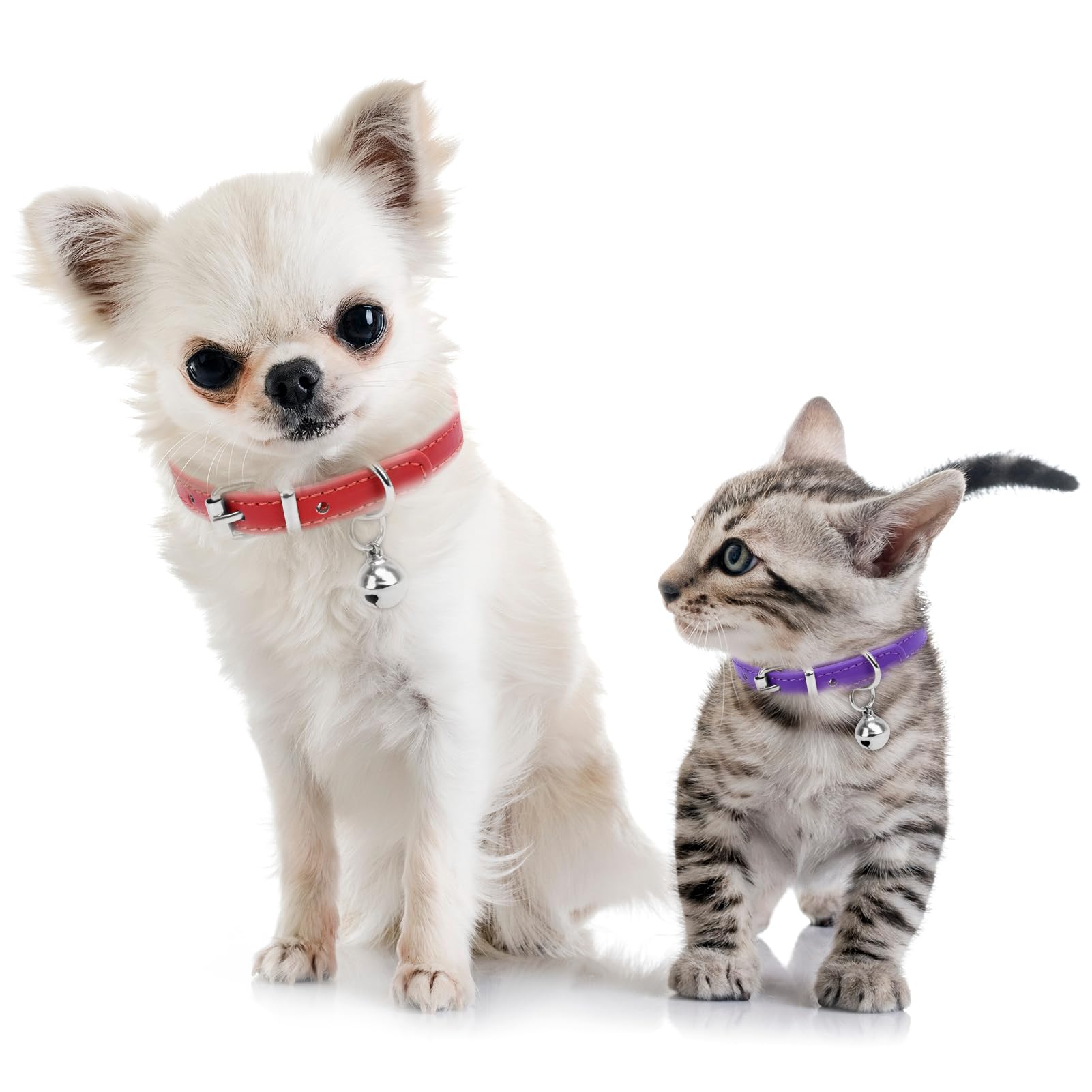 ChengFu XXS pink dog collar model wearing showcases compact pink style
