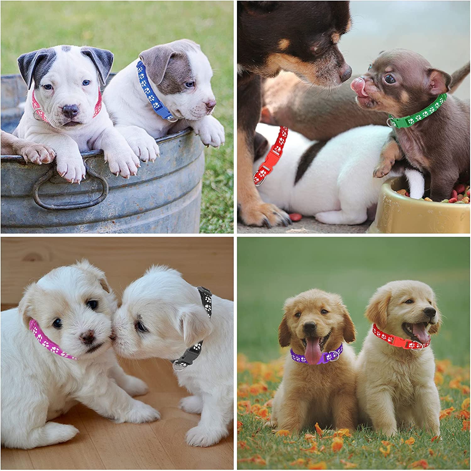 Chenkaiyang assorted colors for easy identification of each puppy
