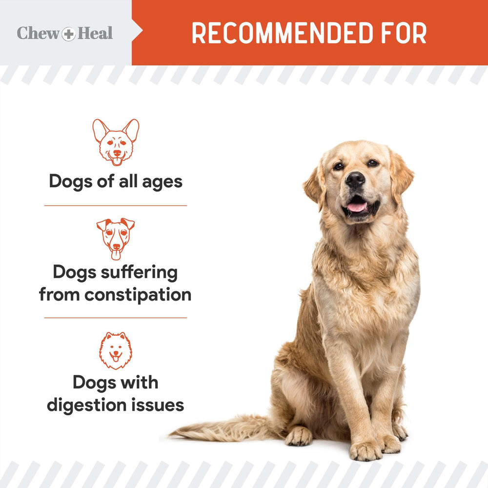 Chew + Heal Labs organic pumpkin powder dissolved into a smooth puree for dogs.