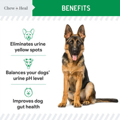 Dog enjoying Chew + Heal Labs chew; demonstrates palatability for both male and female dogs.