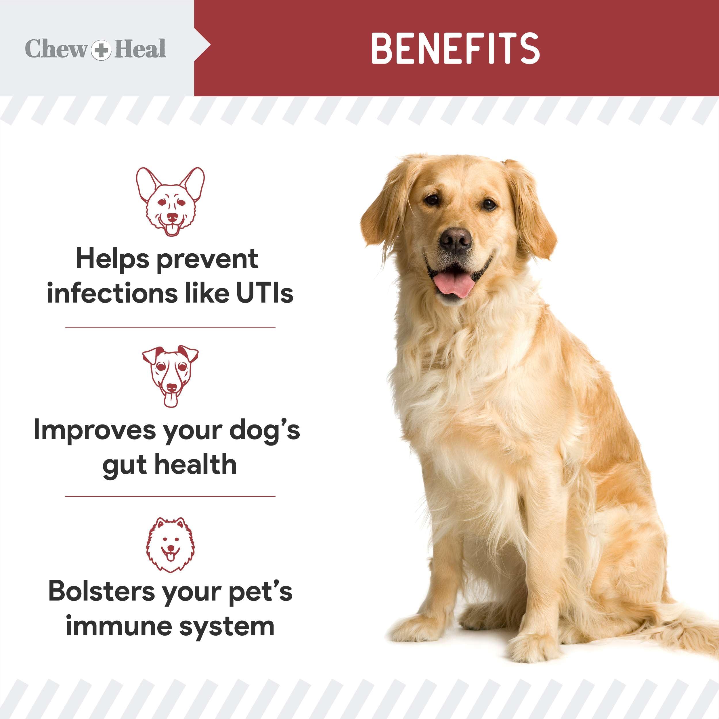 Chew + Heal Labs dog UTI chicken-flavored treats boost palatability for consistent dosing.