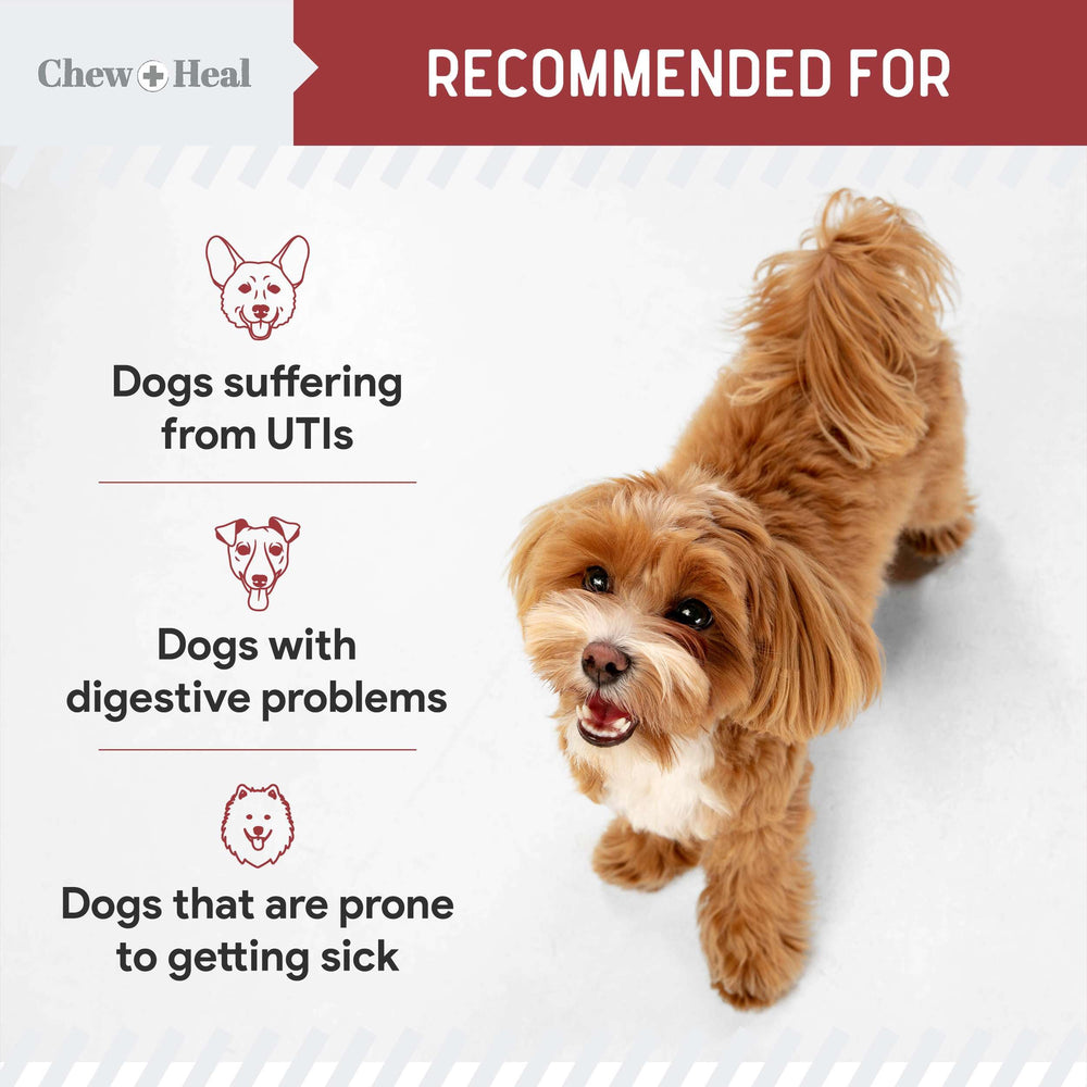 Chew + Heal Labs UTI vitamin C-boost image highlights antioxidant support.
