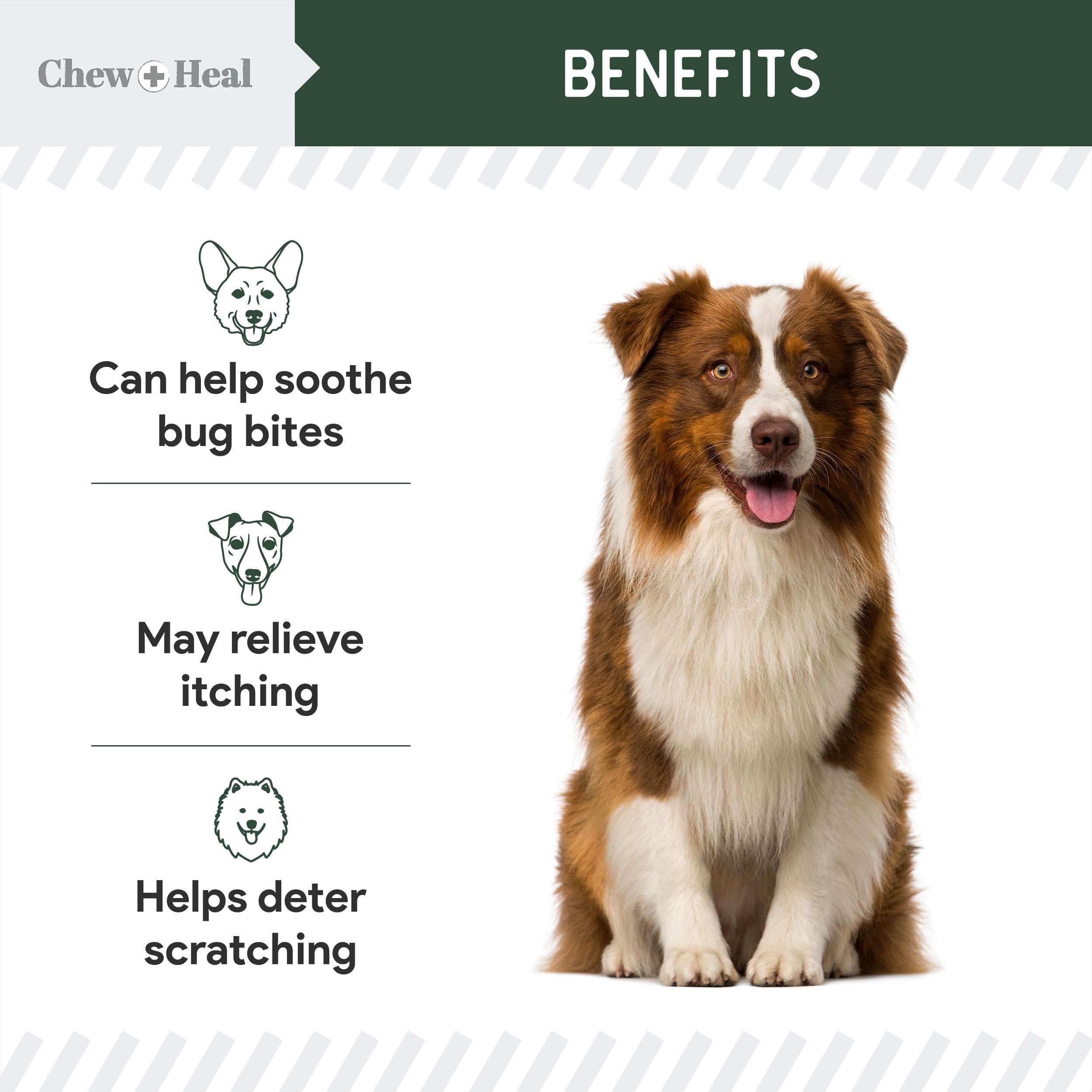 Chew + Heal Labs hydrocortisone lotion on dog's irritated area during treatment.