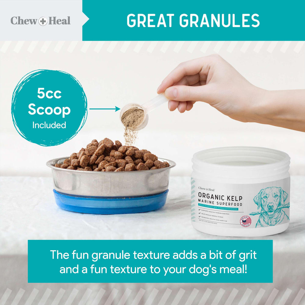 Chew + Heal Labs kelp powder supports dental hygiene with natural enzyme benefits