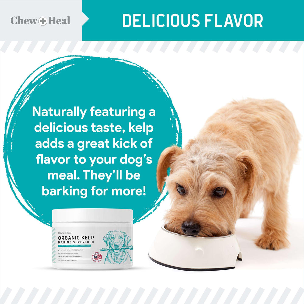 Chew + Heal Labs packaging display features USA-made seaweed supplement for dogs.