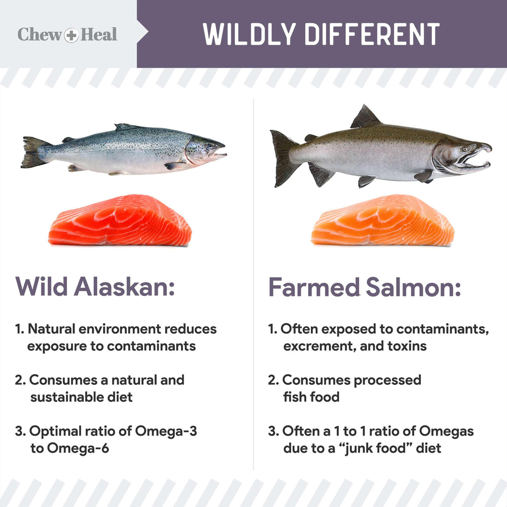 Chew + Heal Labs omega-3 salmon dog treats for skin and coat vitality.