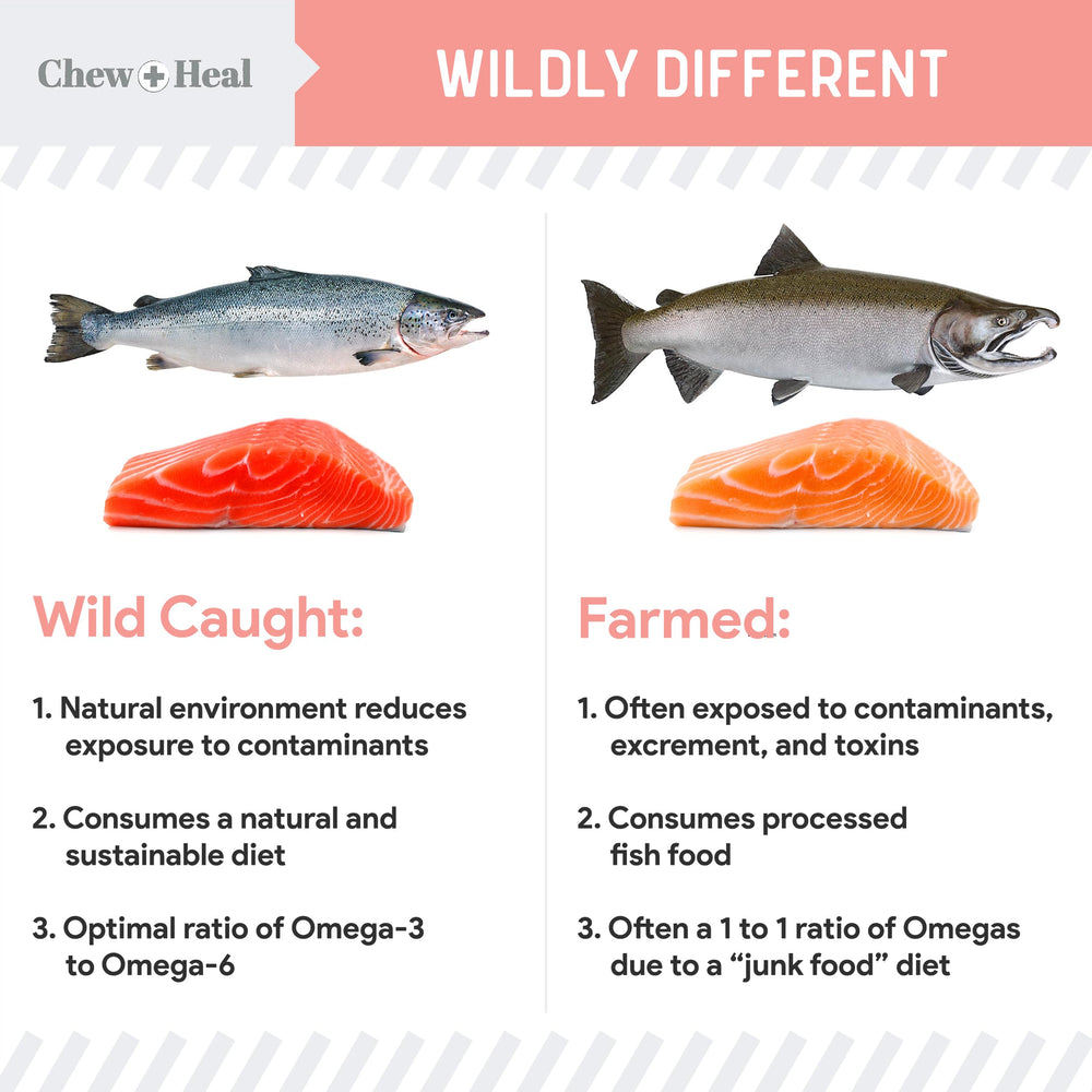 Chew + Heal Labs skin-coat-health-glow enhances canine coat appearance with salmon oil.