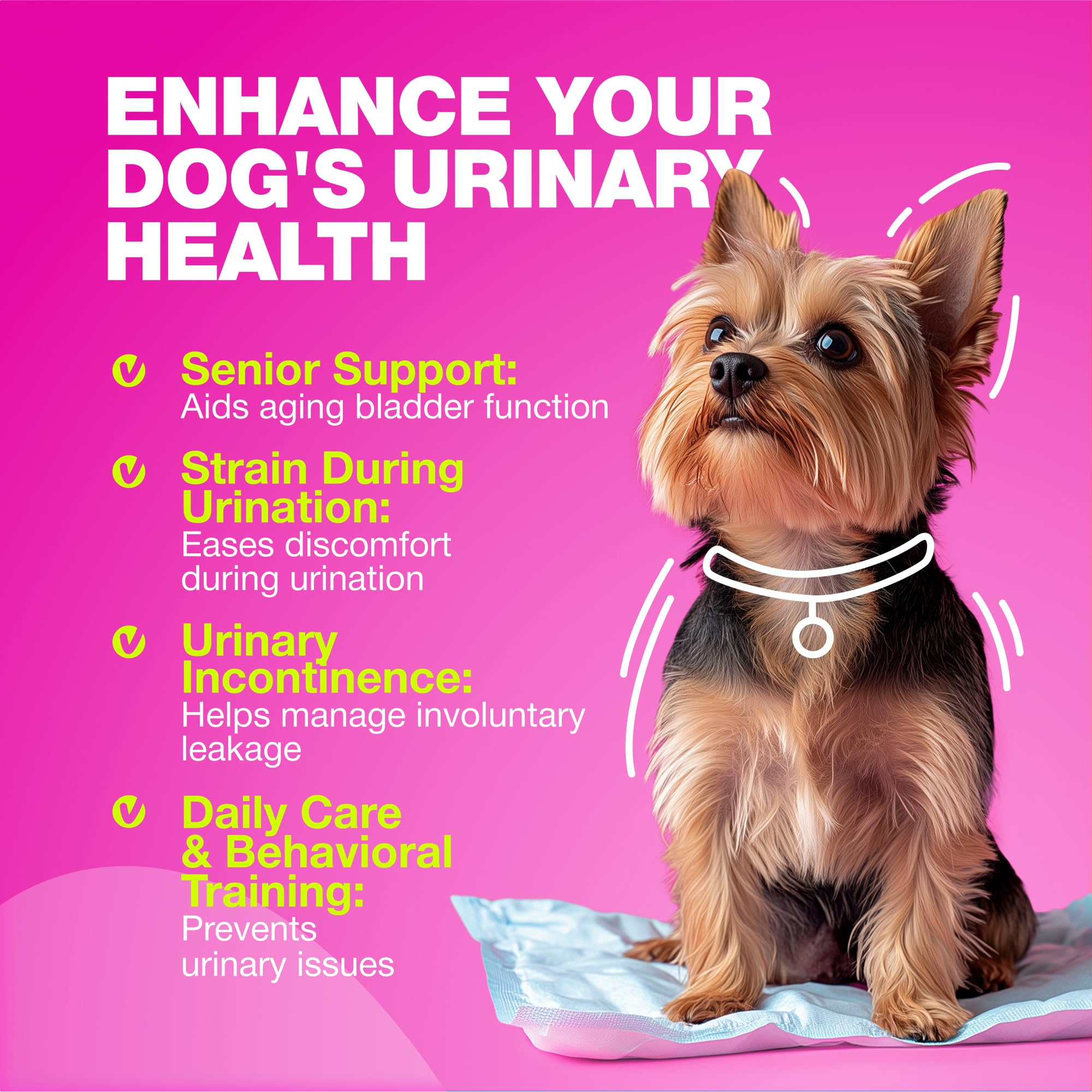 CHEWIA dog urinary health bottle shows convenient daily supplement for ongoing care.