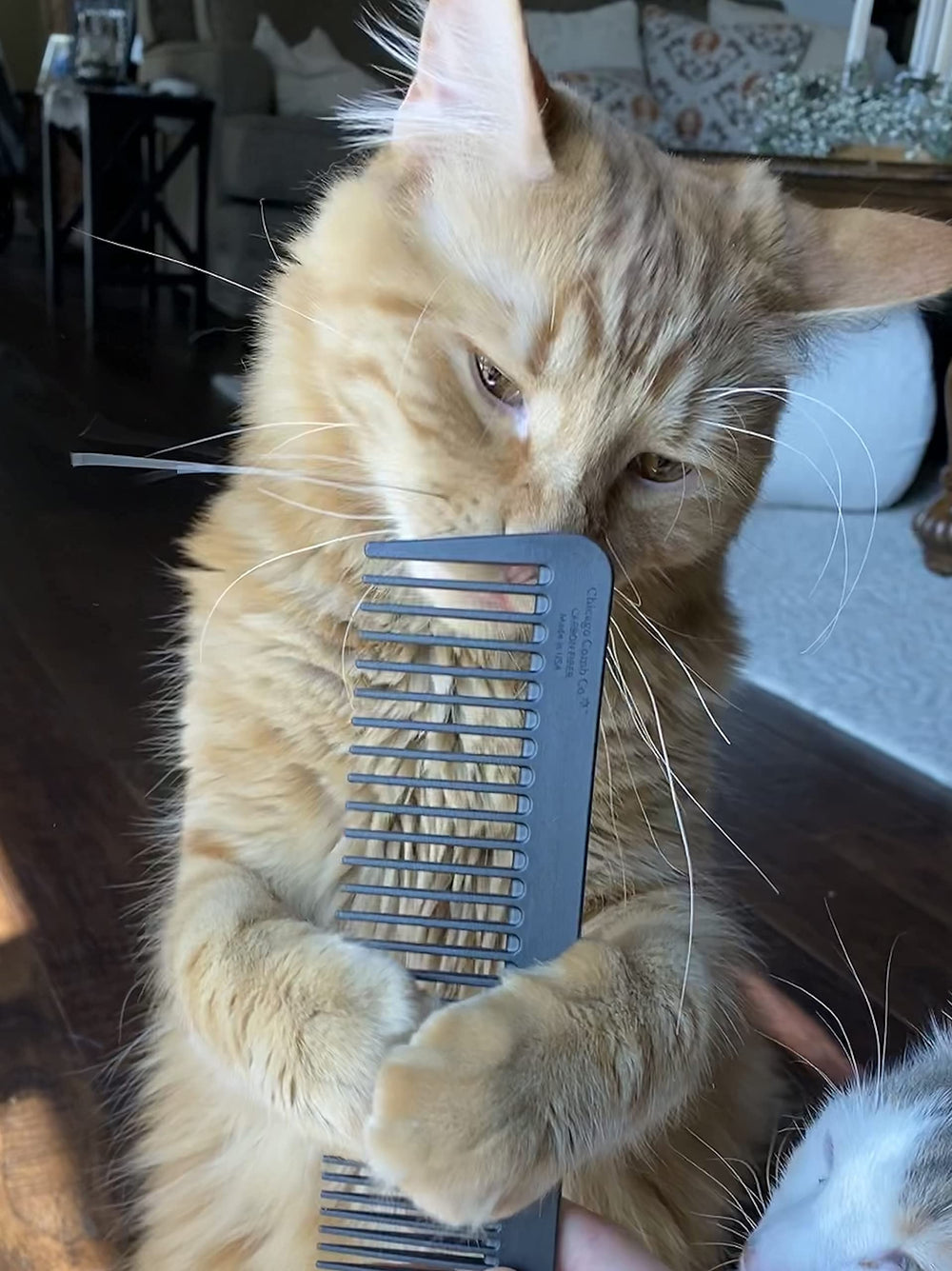 Chicago Comb No. 9 Pet in-use shows gentle grooming session