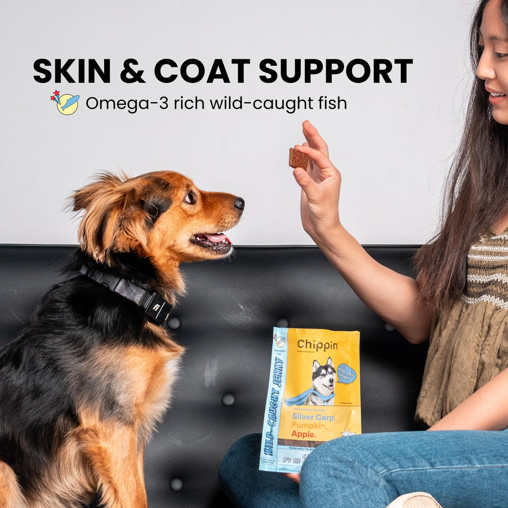 Chippin limited-ingredient-skin-coat-closeup emphasizes omega-3 rich formula for coat health.