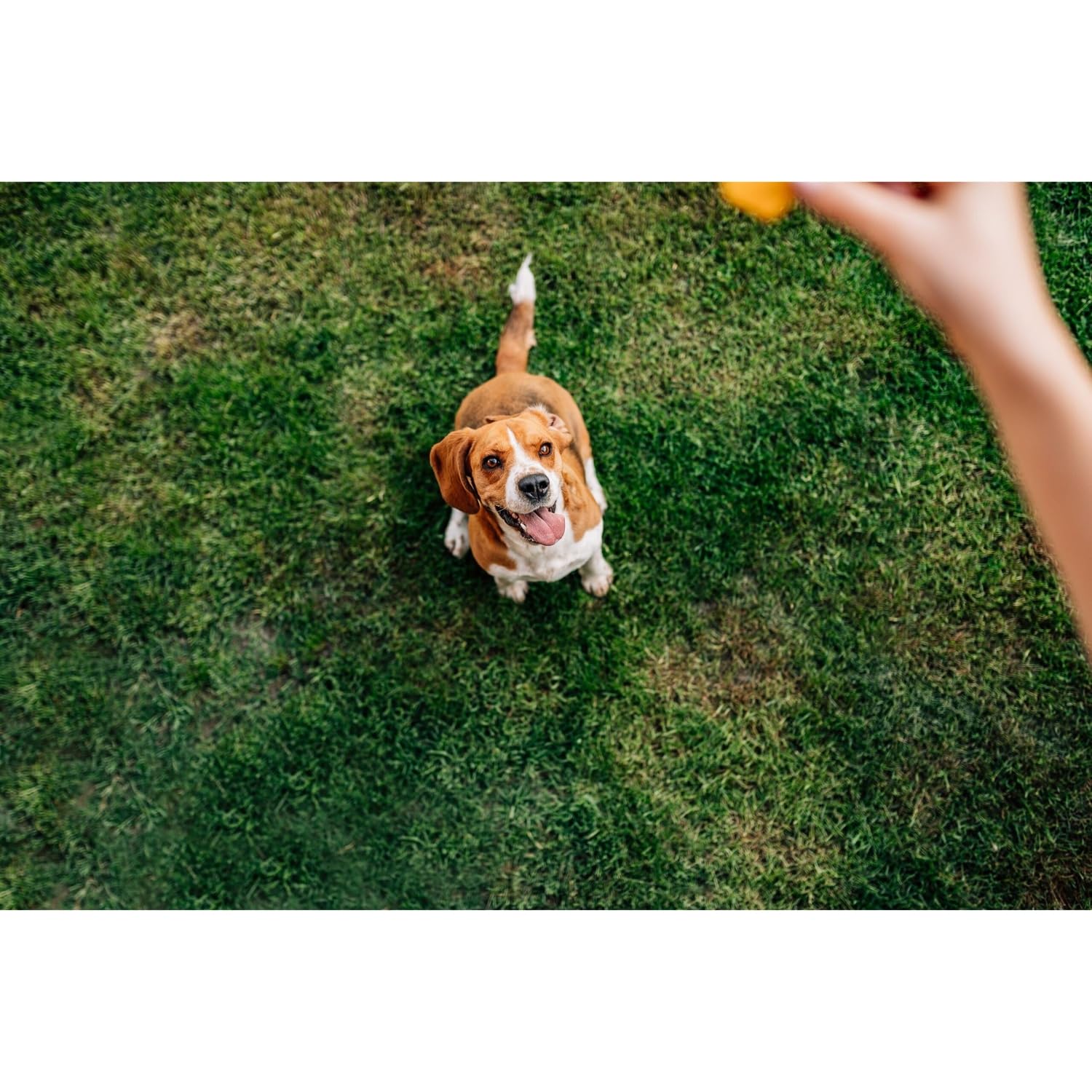 Chip's Naturals Doggie Chicken Stix training-reward bag-open highlights low calorie option.