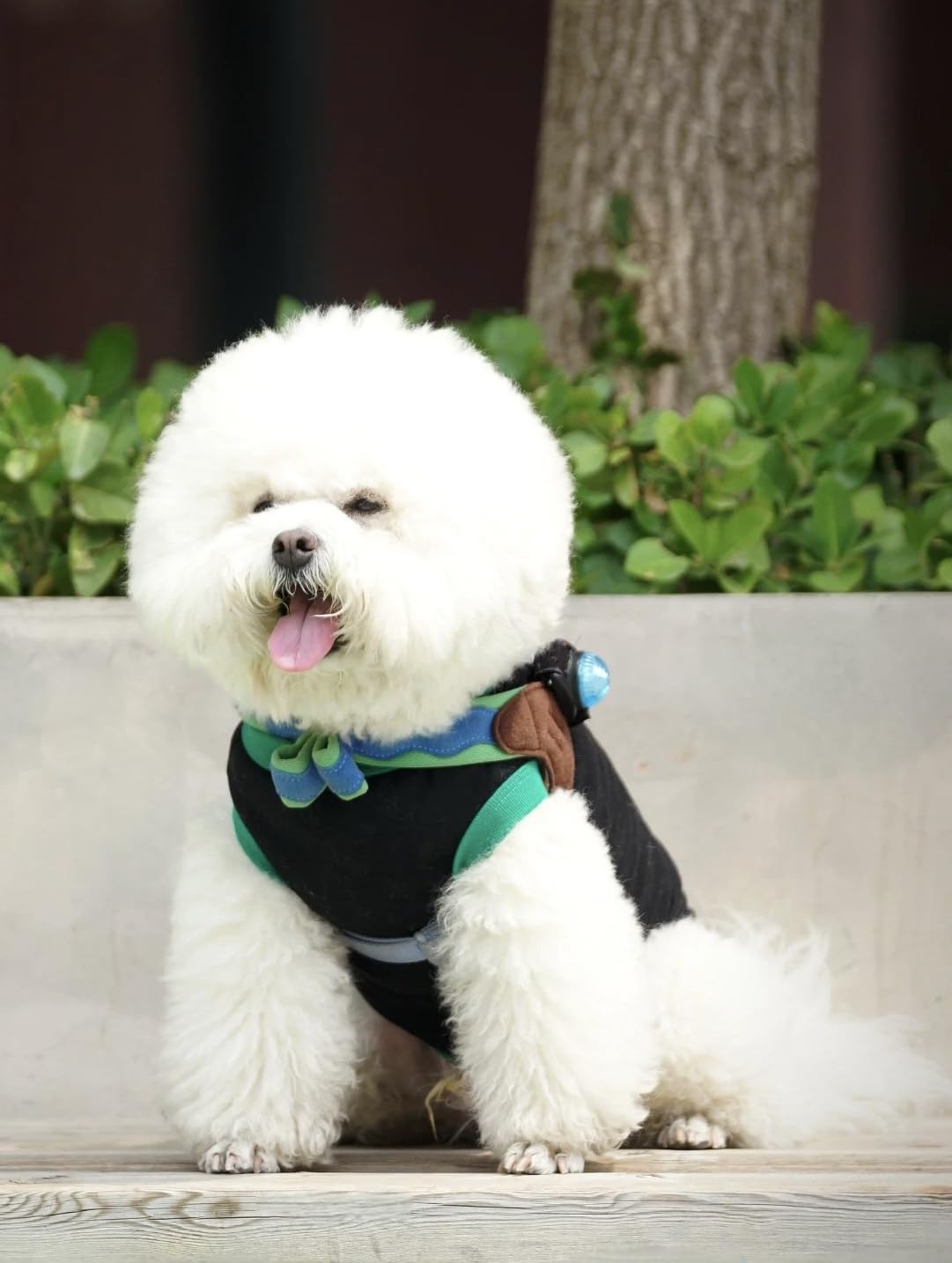 Chol&Vivi dog clothes soft cotton T-shirt side view, lightweight feel for playful outings.