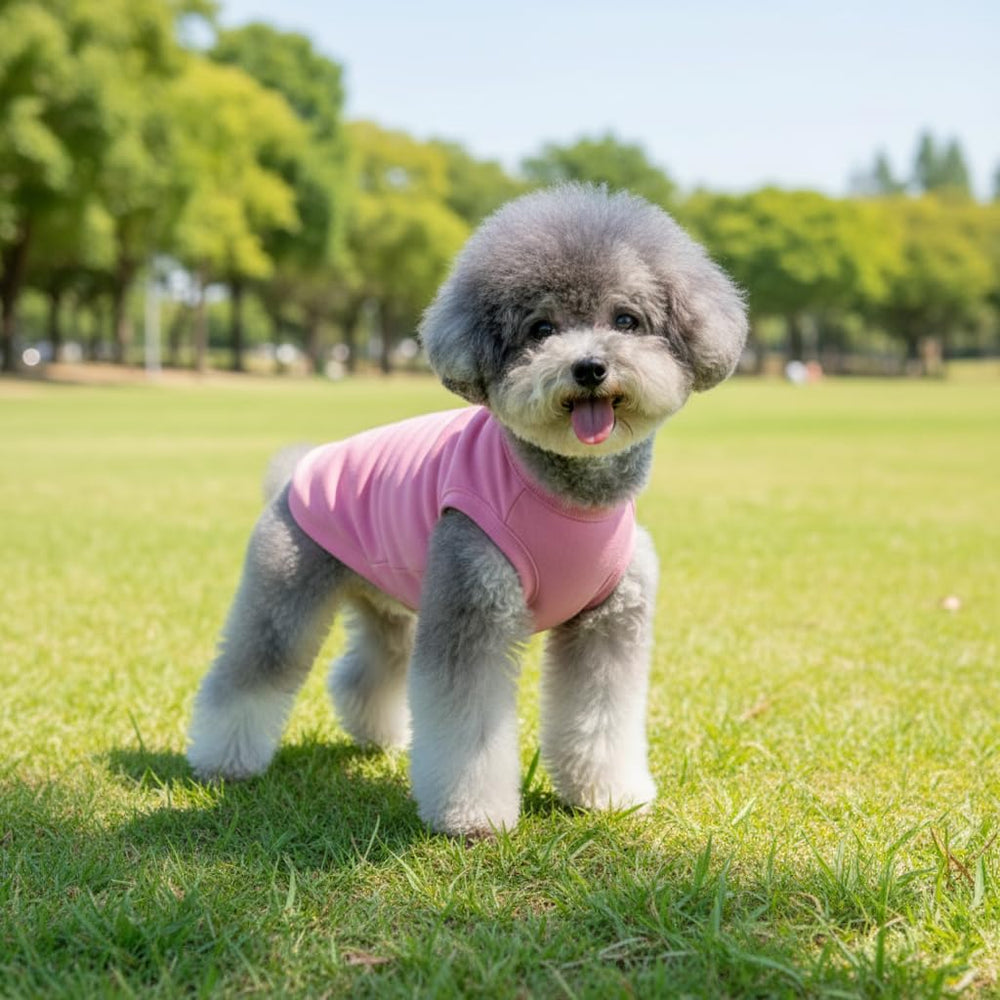 Chol&Vivi size range infographic shows seven available dog sizes