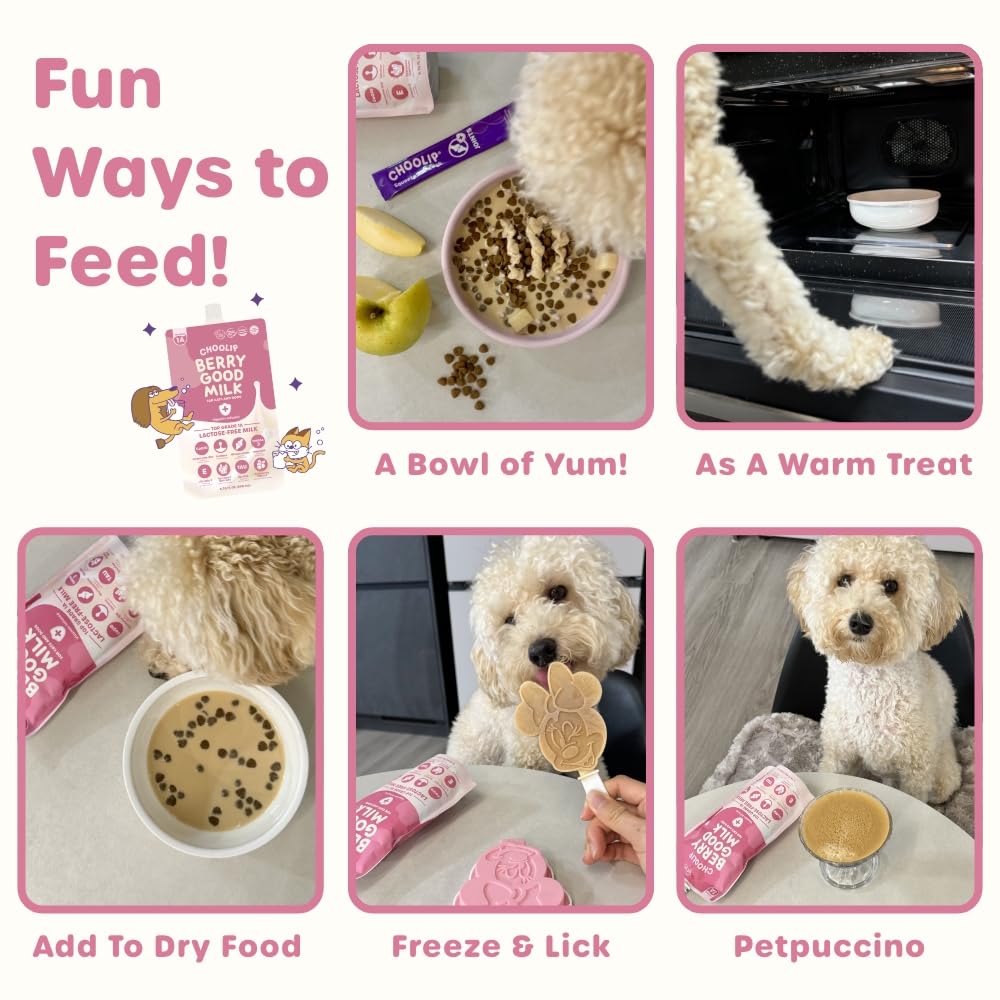 Choolip dog drinking Berry Good Milk scene shows lactose-free treat.