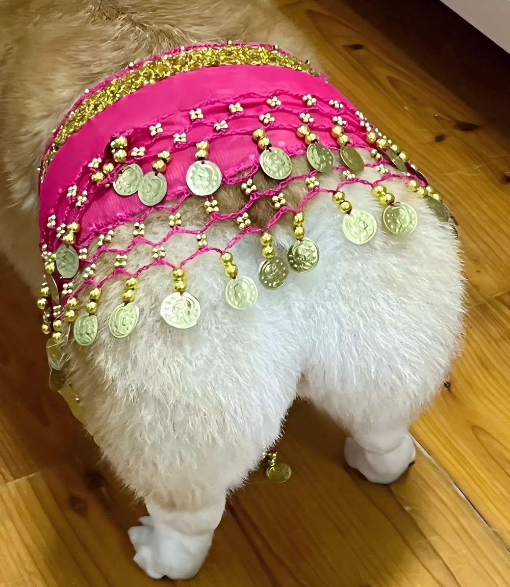 CHOWONE corgi belly-dance skirt enhances cute stage-ready moments.