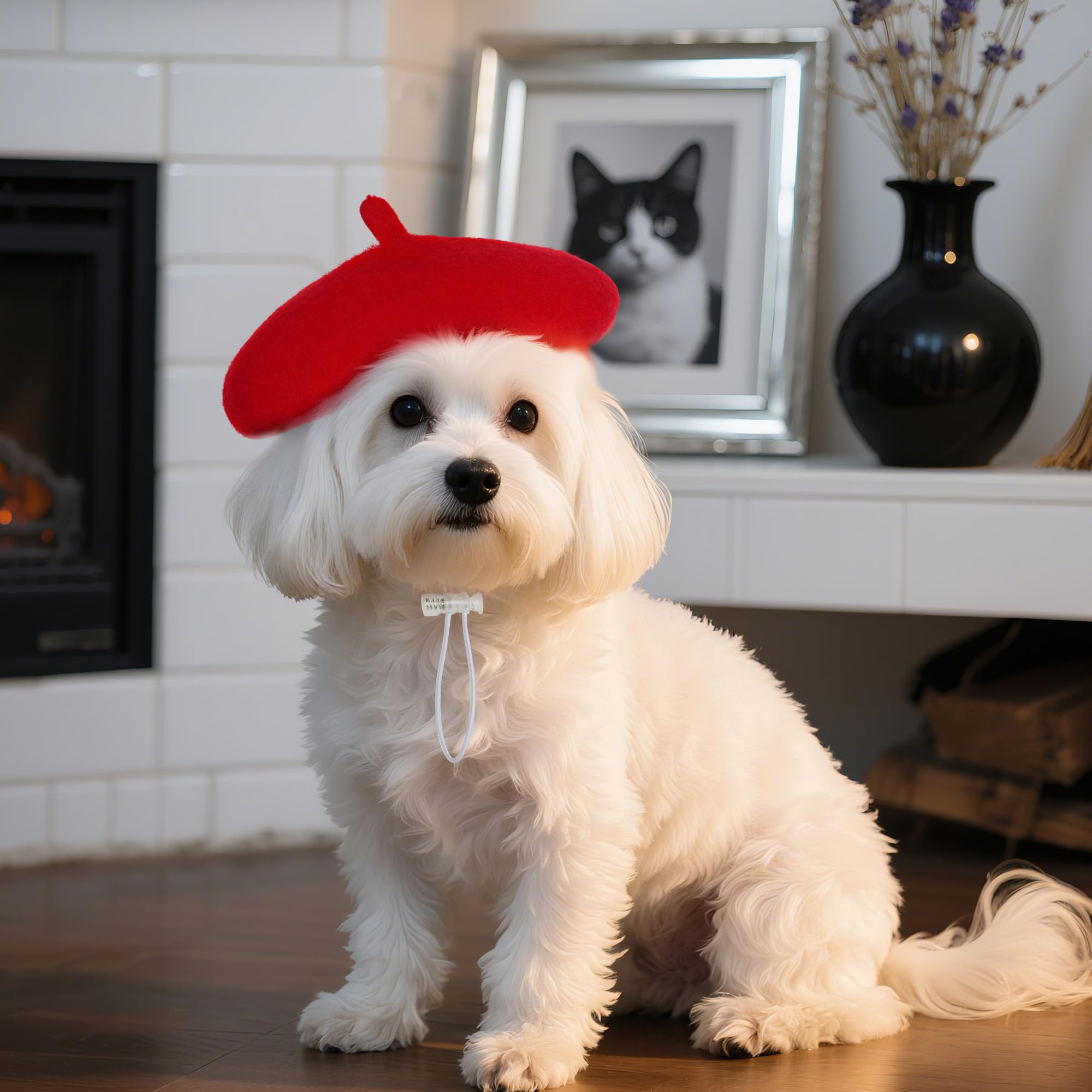 Choyaxo dog beret worn during outdoor walk for daily style