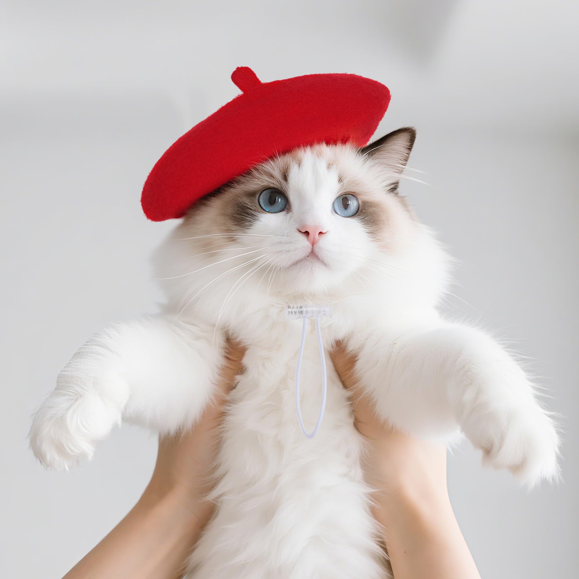 Choyaxo dog beret at a pet party enhances festive photos