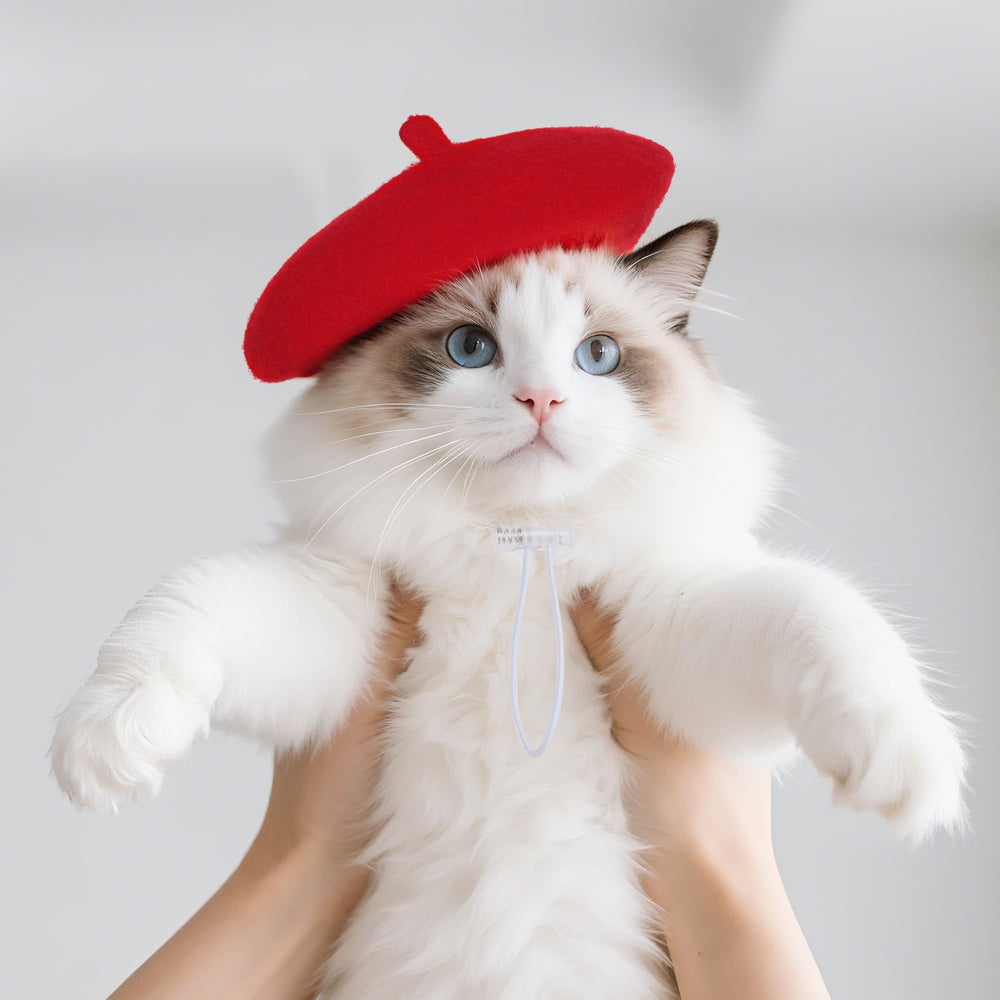 Choyaxo dog beret at a pet party enhances festive photos