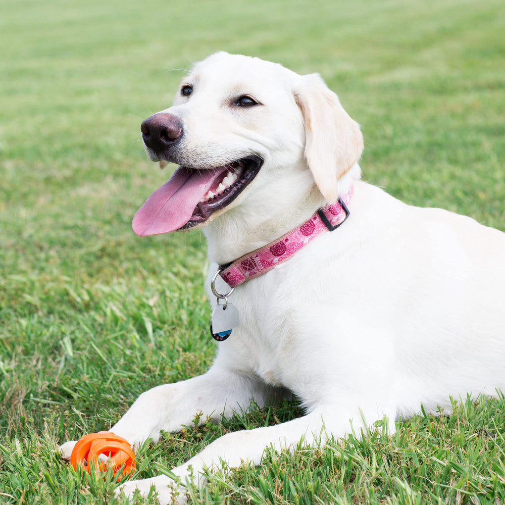Chuckit Air Fetch Ball bounces ultra-high for engaging fetch sessions.