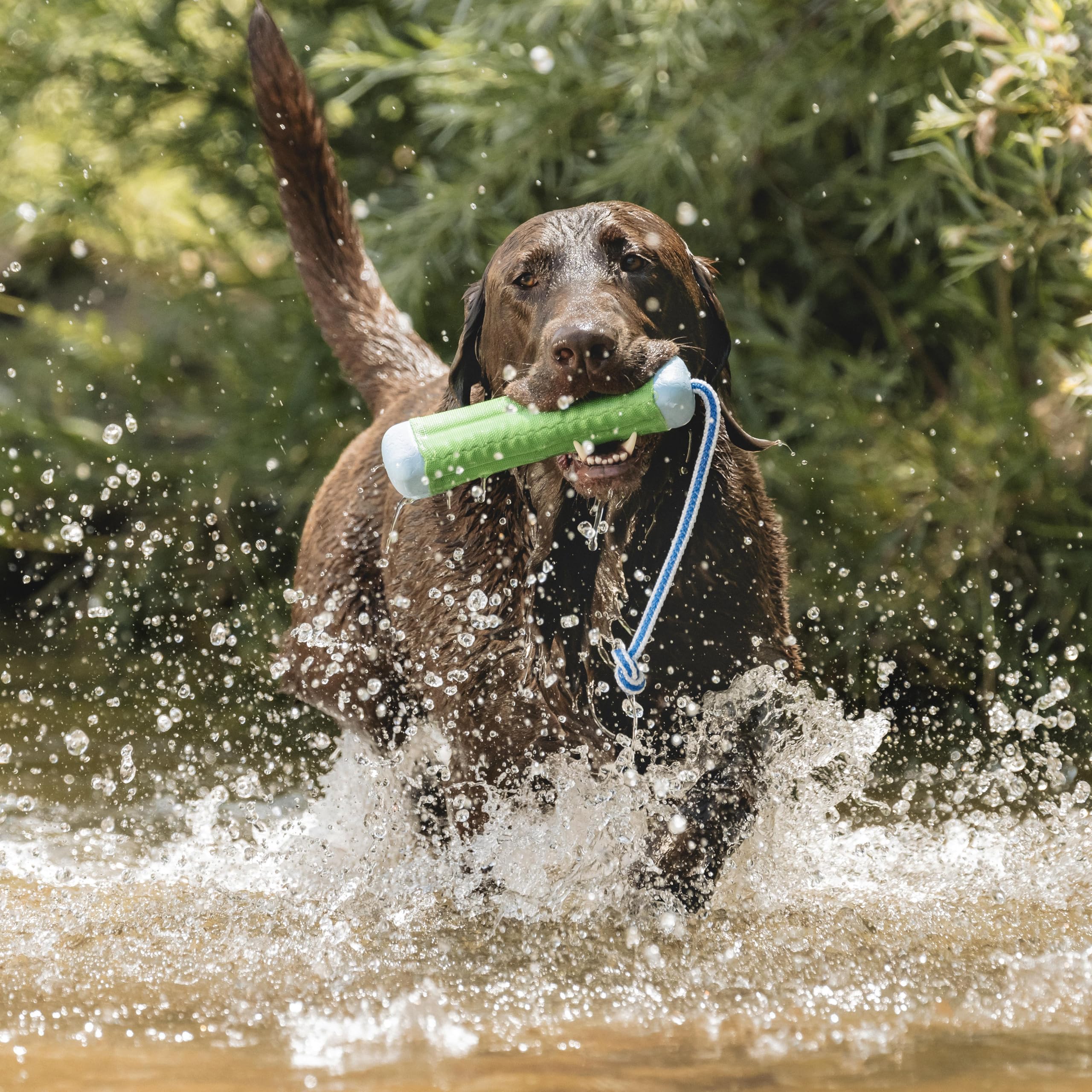 Chuckit Amphibious Bumper durable for outdoor play and lake trips