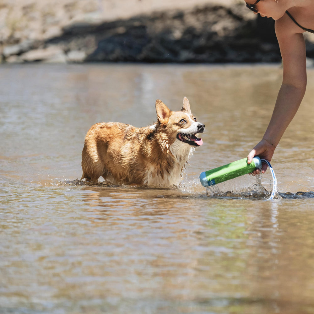 Chuckit Amphibious Bumper rubber and foam construction endures throws