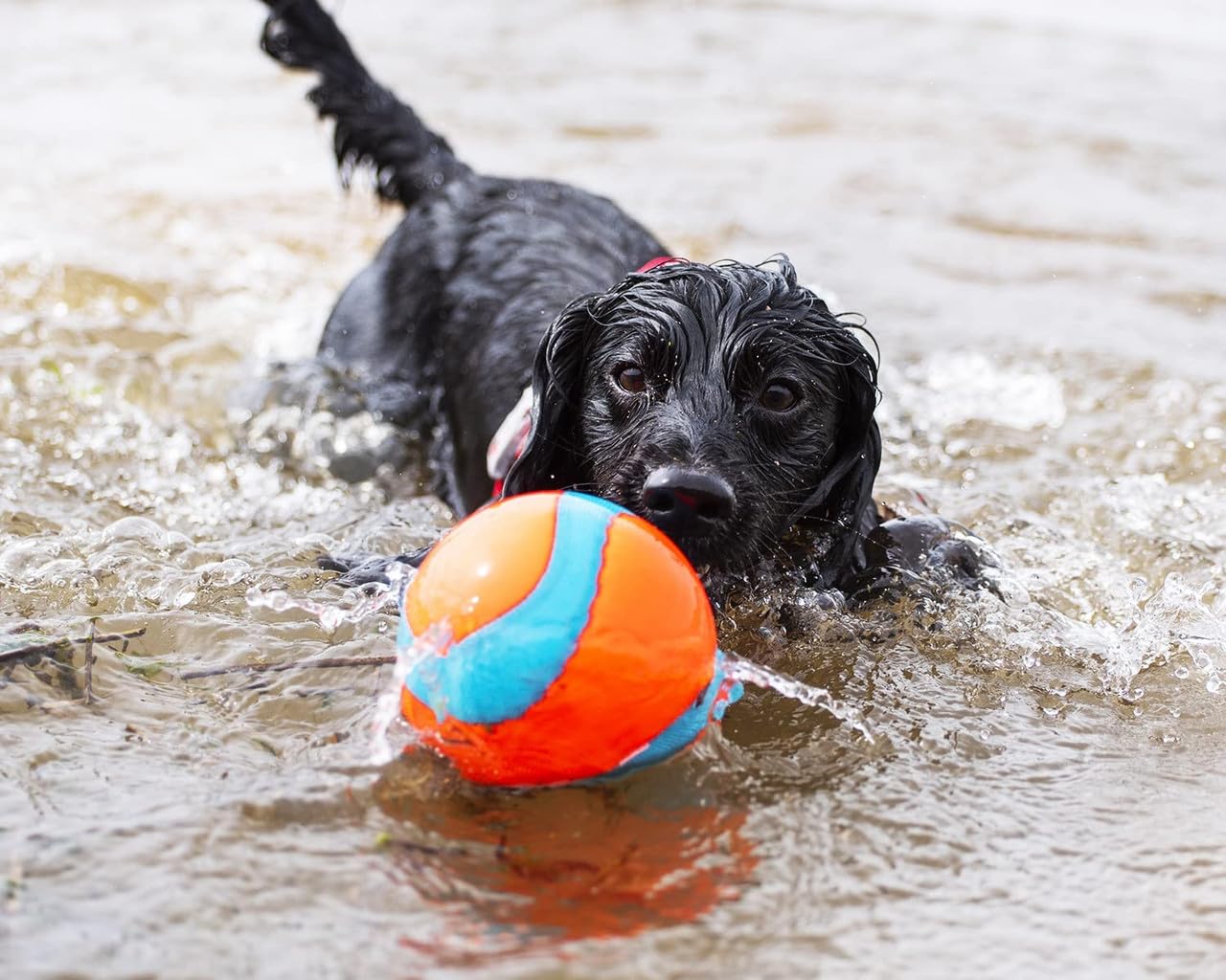 Chuckit Amphibious Mega Ball floats high on water for easy spotting.