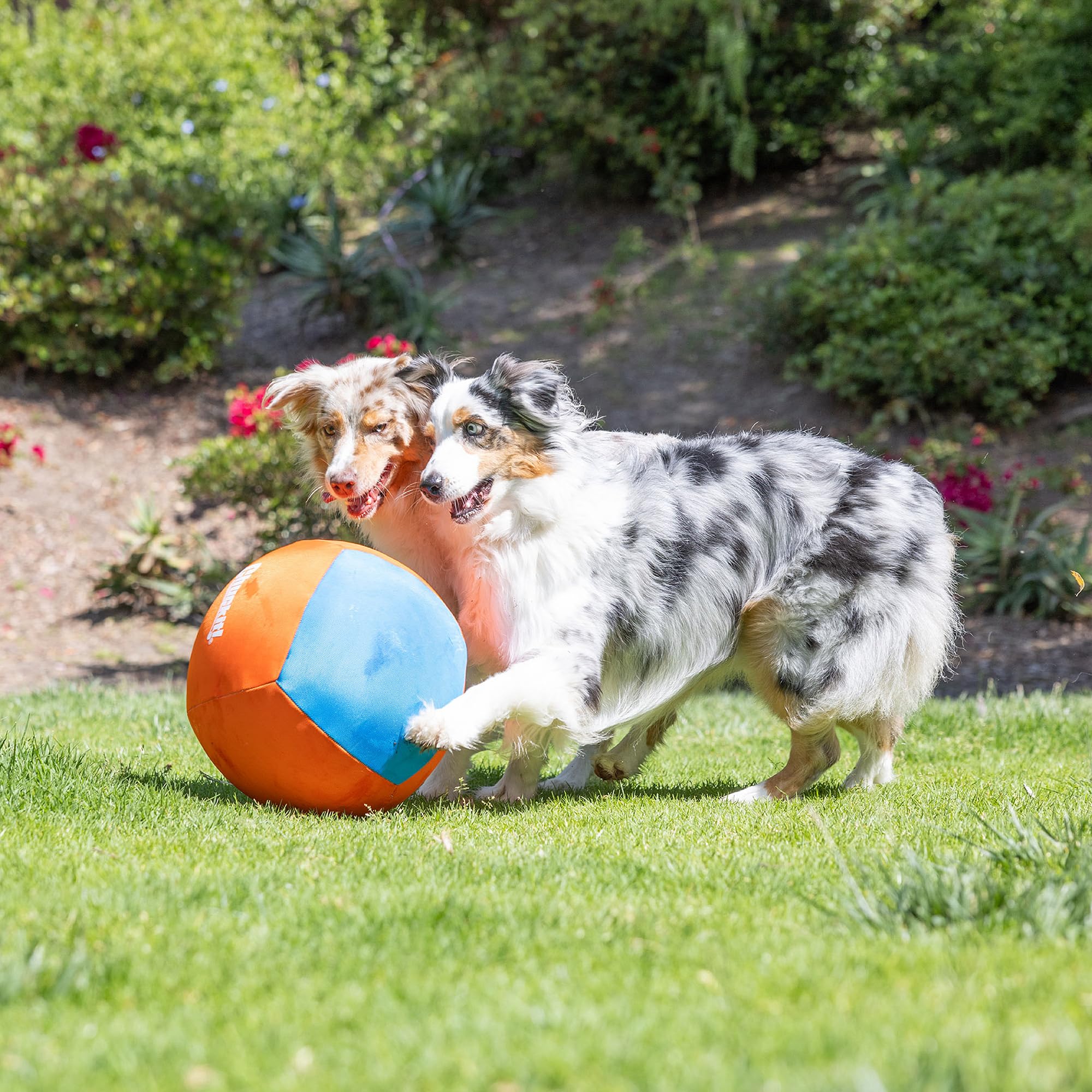 Chuckit! Big Air Ball suitable for indoor and outdoor use during play