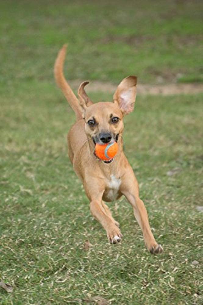 Chuckit! ball small 2-inch buoyant design ideal for water fetch and retrieval.