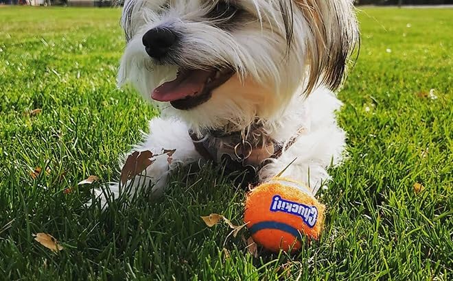 Chuckit! ball small 2-inch launcher-compatible for easy throws with compact launcher.