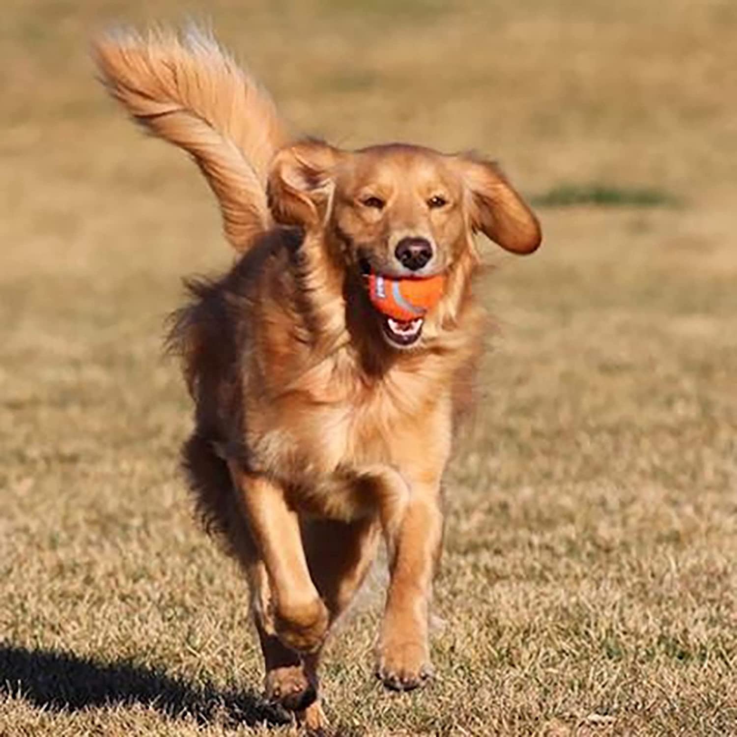 Chuckit! four-pack packaging keeps you ready for back-to-back fetch