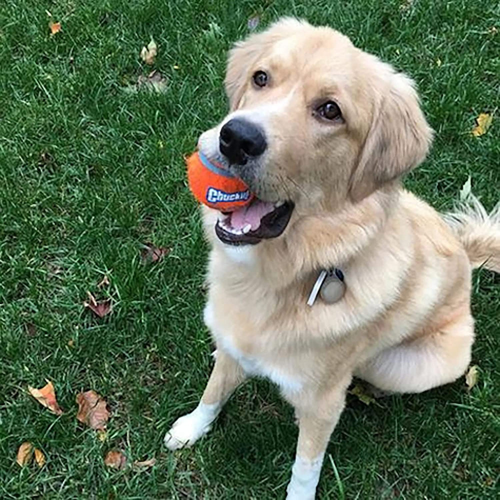 Chuckit! dog tennis ball toy with hands-free design for mess-free setup