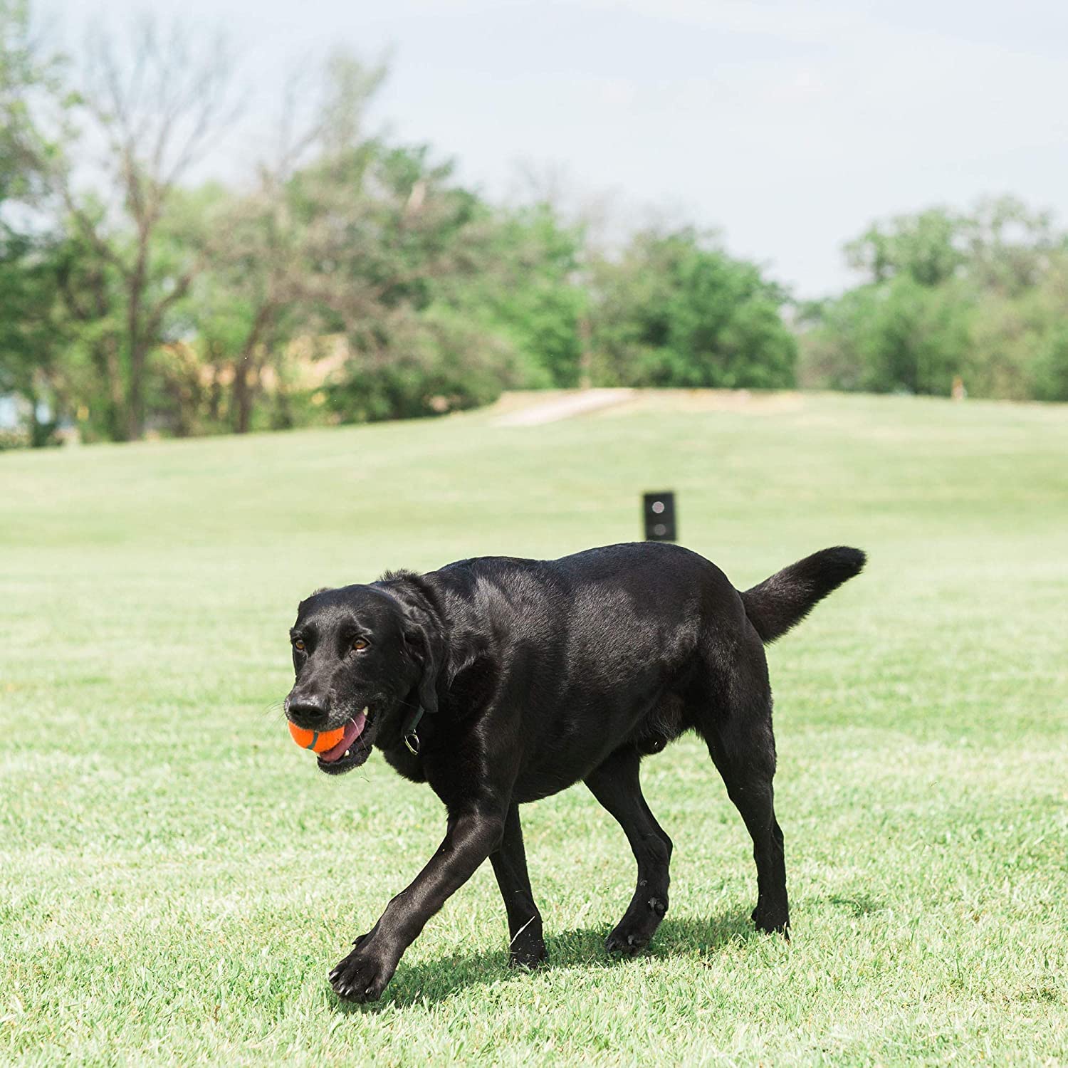 Chuckit! dog tennis ball toy in action during fetch session outdoors
