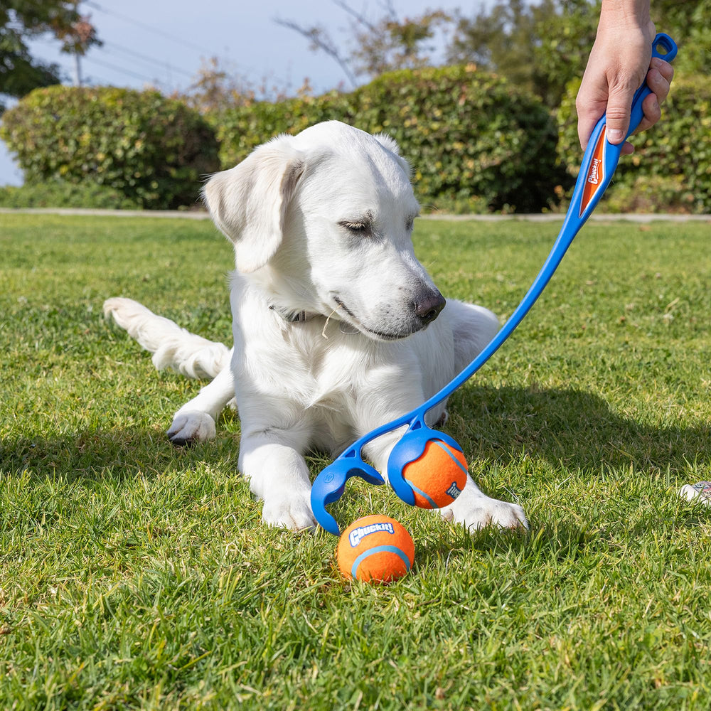 Chuckit! Duo 22M multi-dog play session shows crowd-pleasing interaction