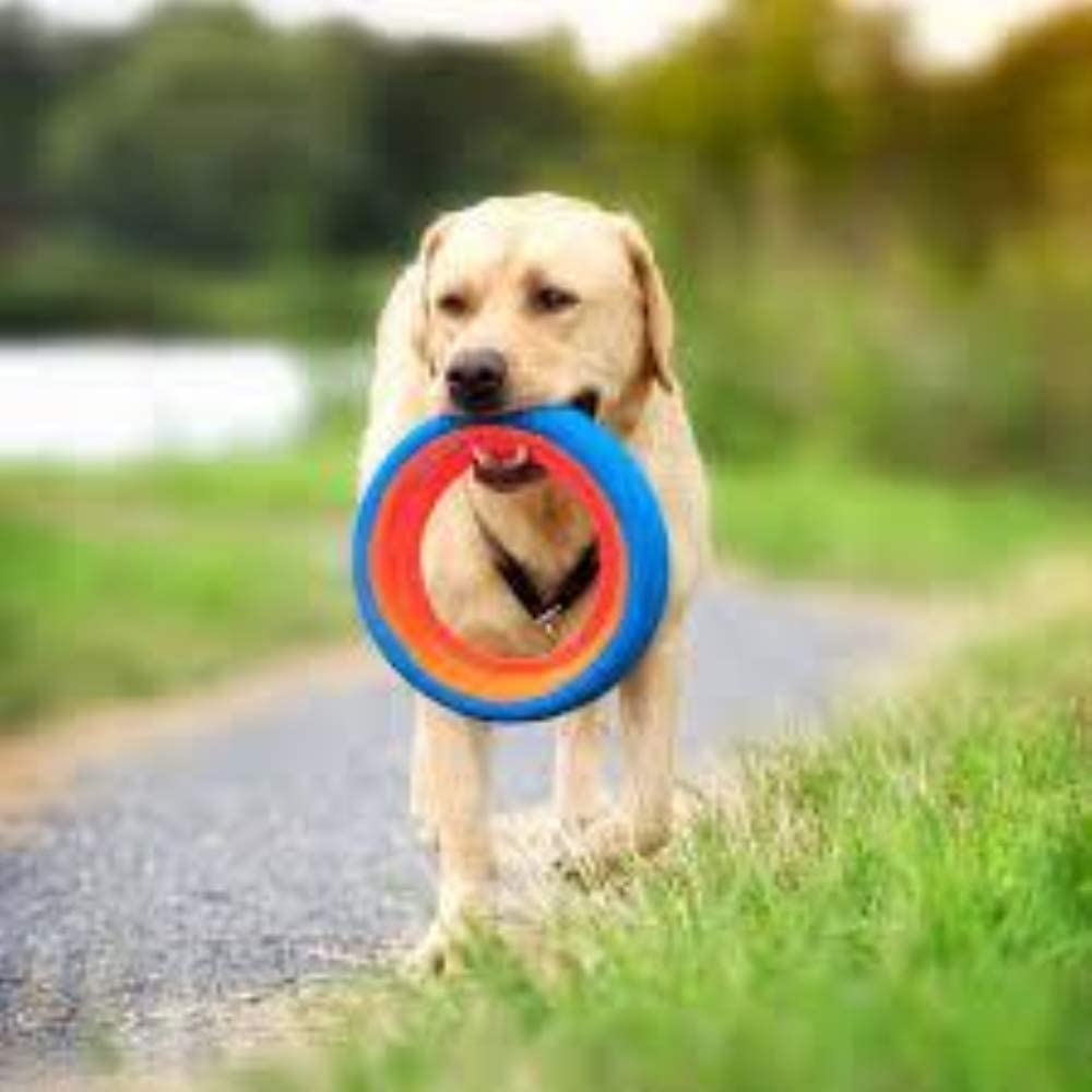 Chuckit! Fetch Wheel small dog toy bright colors for high visibility.