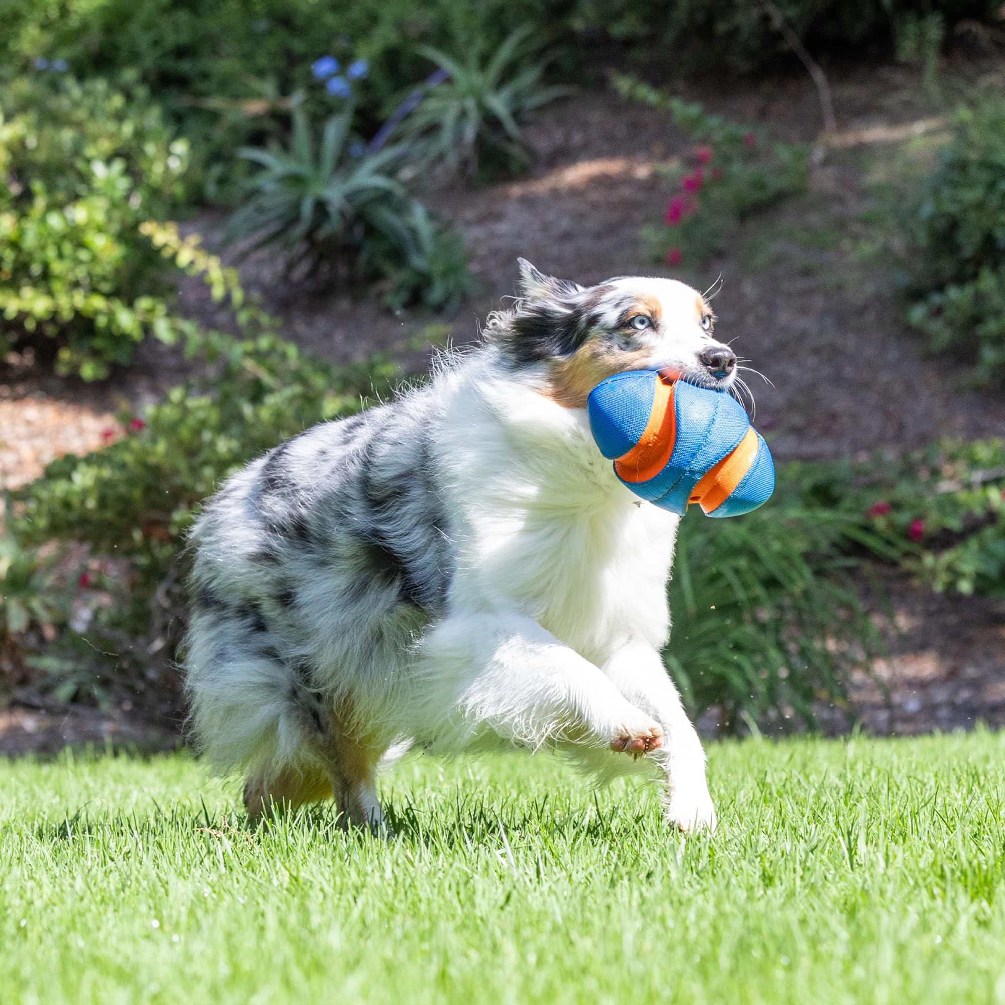 Chuckit! Giggle Fumble ball held by dog showing 7.9-inch diameter for all sizes.