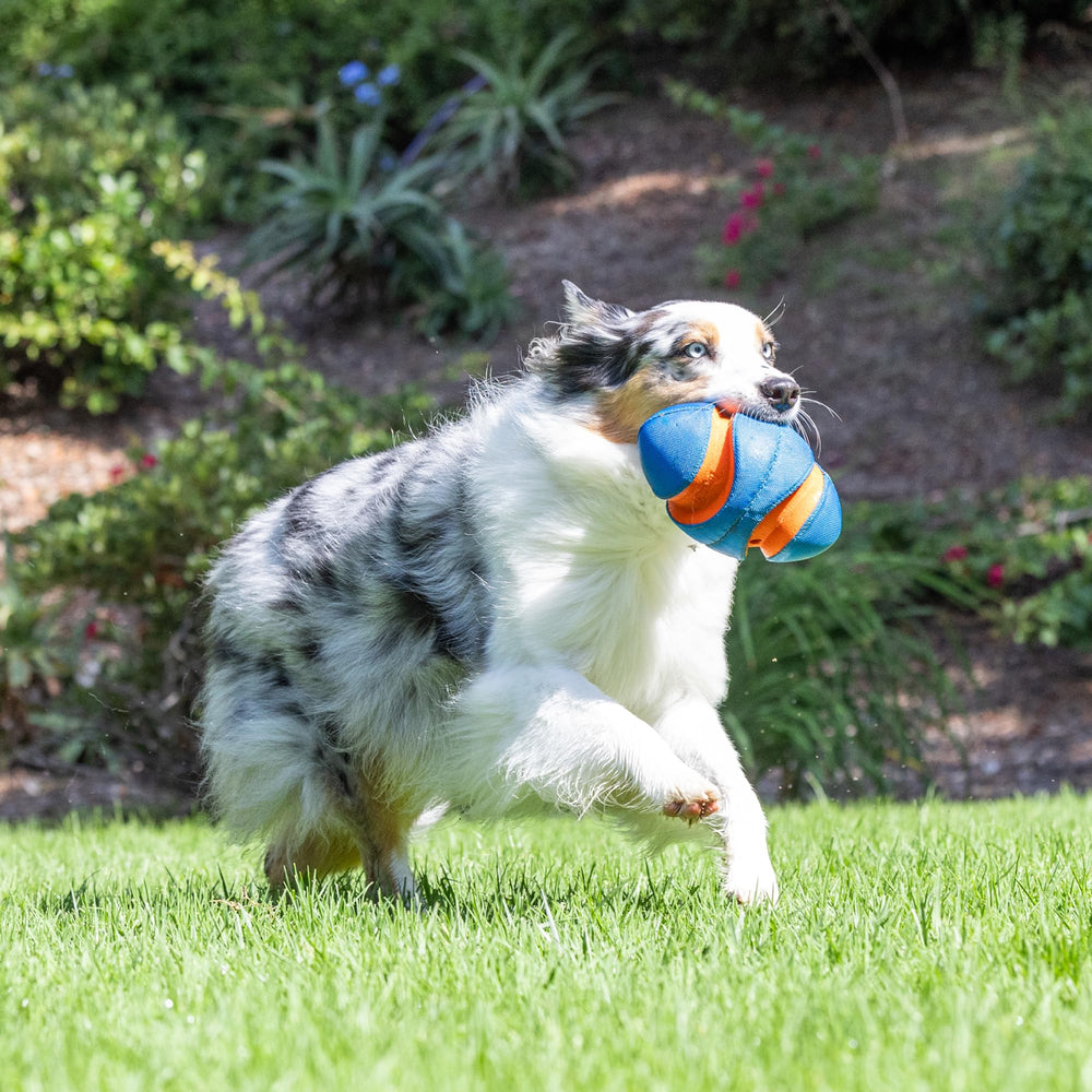 Chuckit! Giggle Fumble ball held by dog showing 7.9-inch diameter for all sizes.