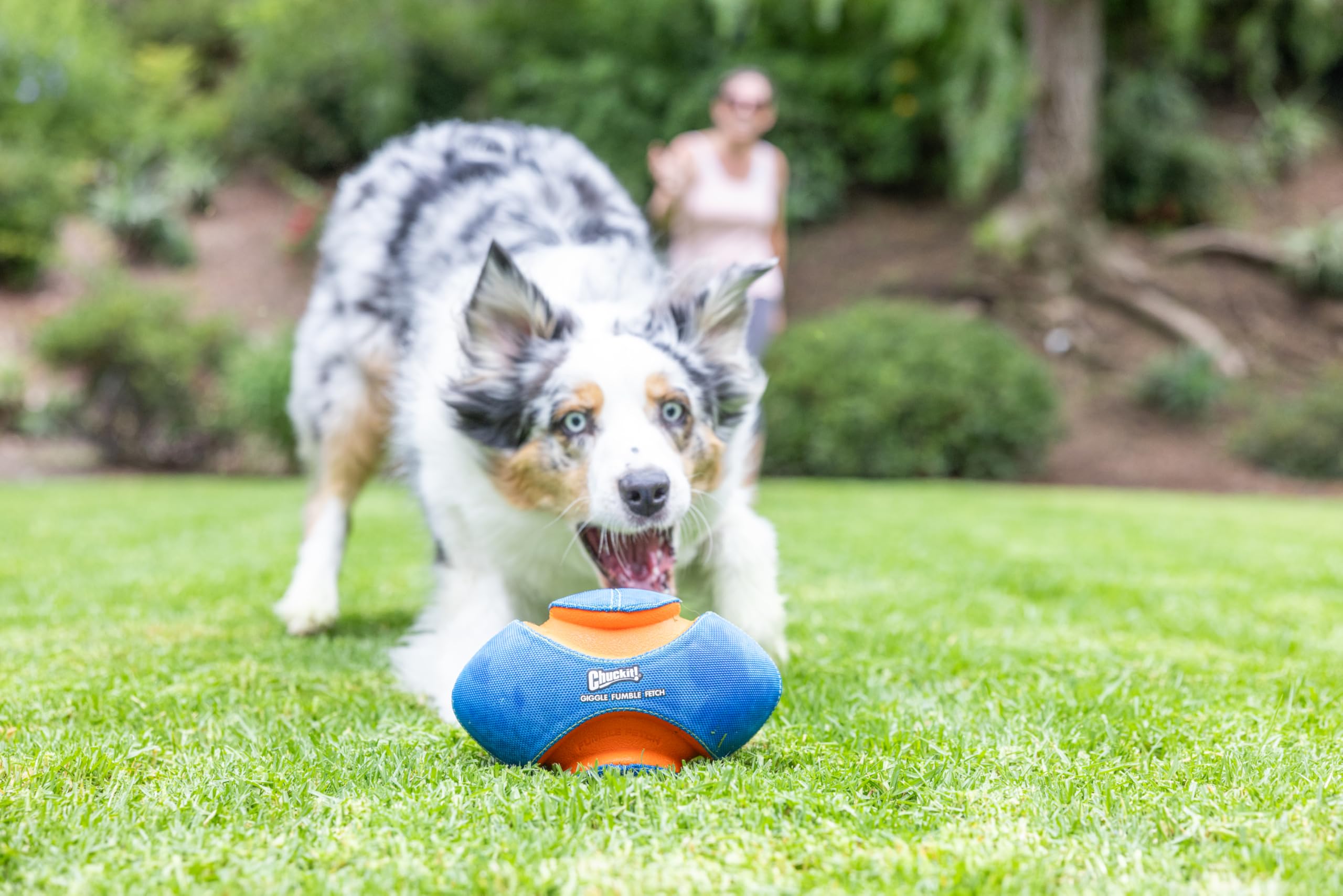 Chuckit! Giggle Fumble ball bouncing on grass with no batteries required.