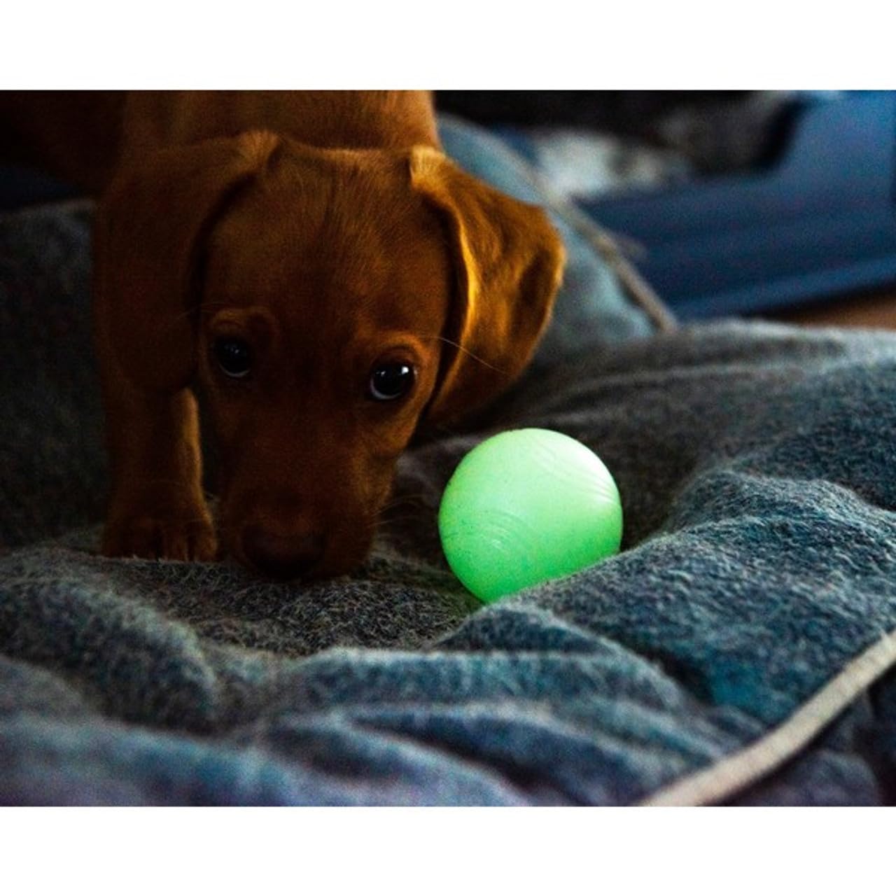 Chuckit Max Glow Ball Small on grass at dusk demonstrating visibility