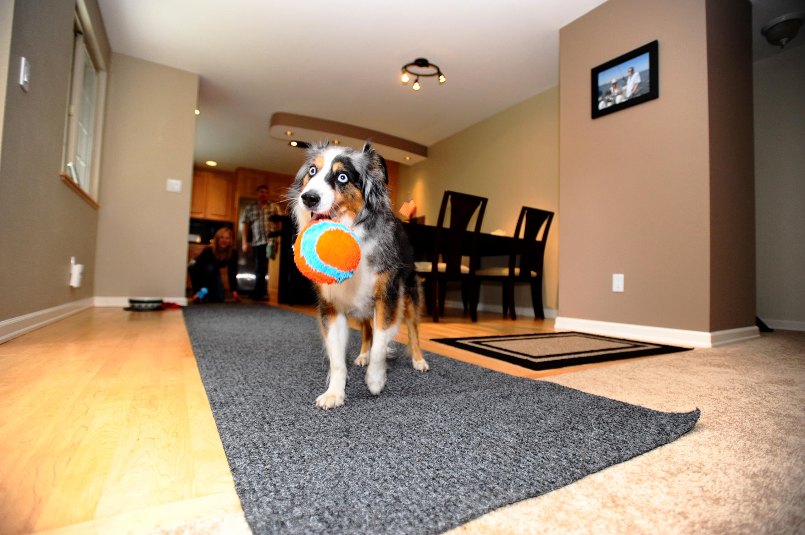Chuckit! Indoor Fetch Ball on hardwood floors protects furniture during fetch sessions.