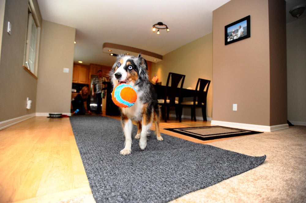 Chuckit! Indoor Fetch Ball on hardwood floors protects furniture during fetch sessions.