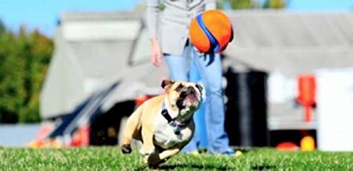 Chuckit Kick Fetch Ball bright orange and blue for easy visibility during play.