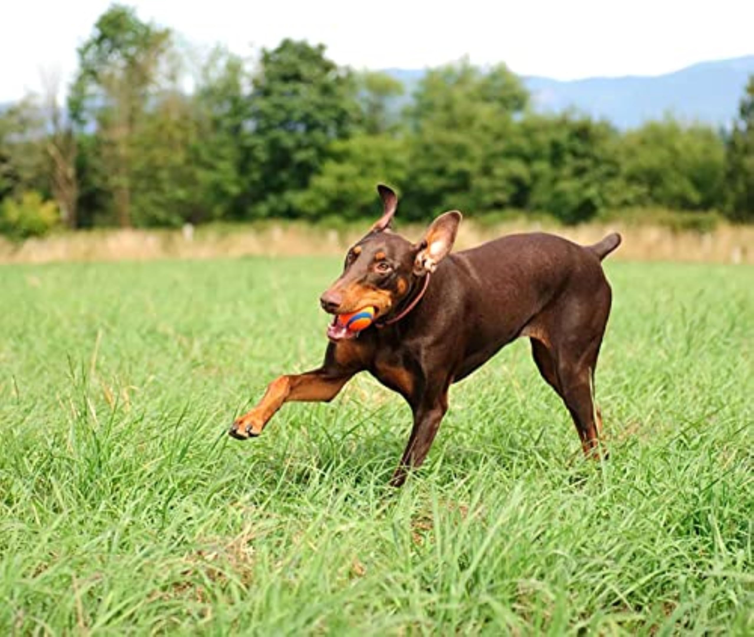 Chuckit! Outdoor adventure-ready set of durable dog toys.