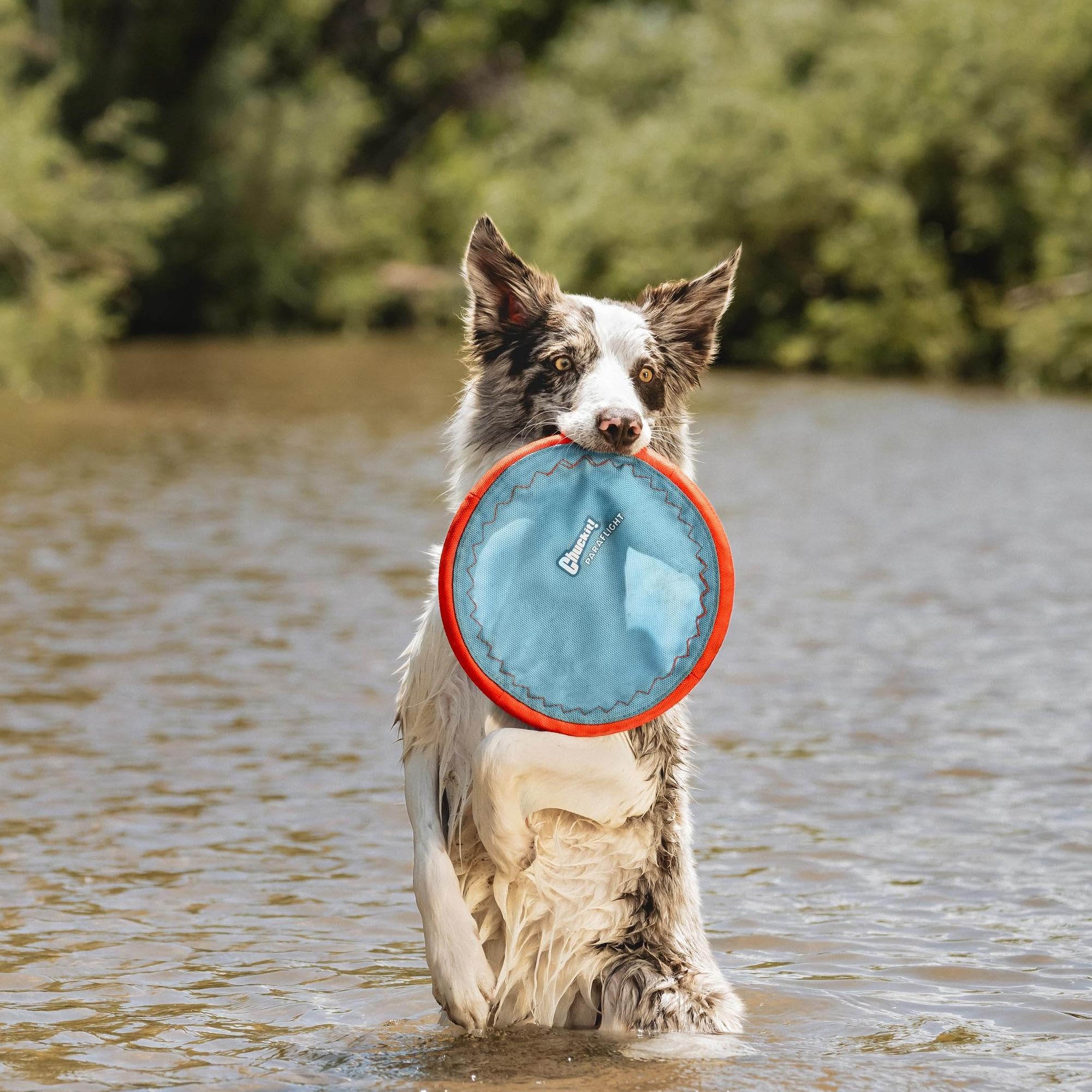 Chuckit Paraflight disc floating on water for pool or lake retrieves