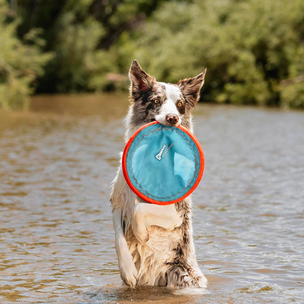 Chuckit Paraflight disc floating on water for pool or lake retrieves