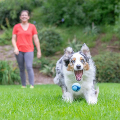 Chuckit Sniff Ball high-bounce design helps visibility and exciting fetch sessions
