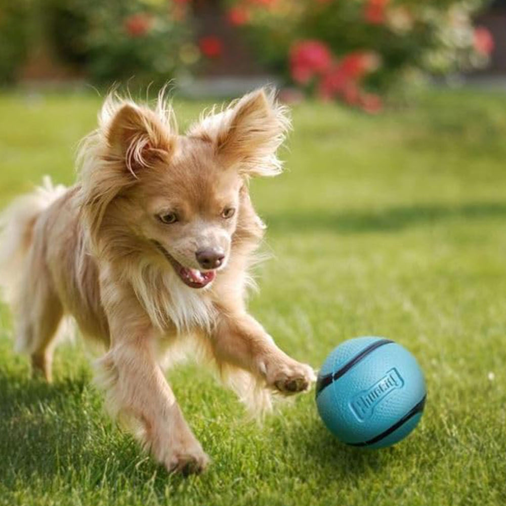 Chuckit Sniff Ball floats for easy water play detection and retrieval