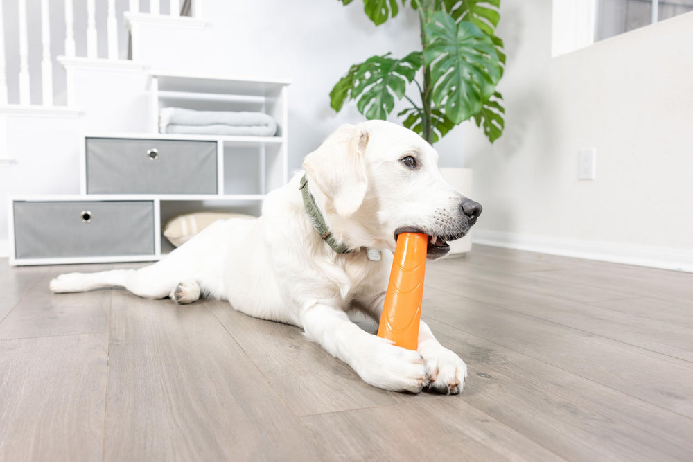 Chuckit! Super Crunch Stick invites tug, shake, and toss play.