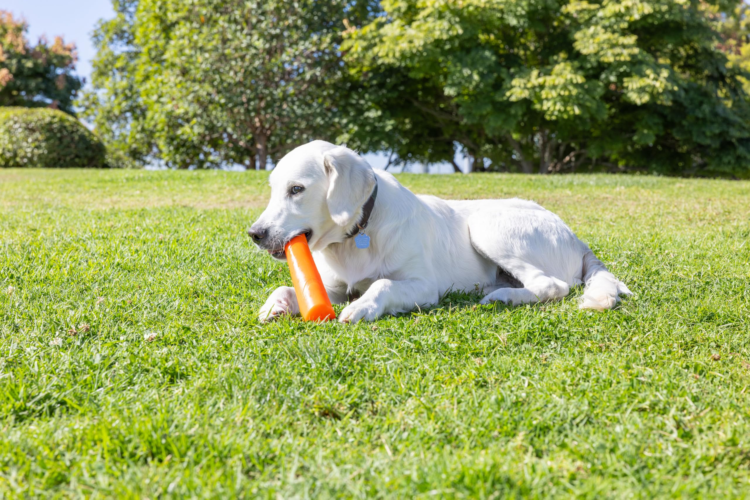 Chuckit! Super Crunch Stick delivers unpredictable bounce to keep dogs engaged.