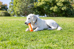 Chuckit! Super Crunch Stick delivers unpredictable bounce to keep dogs engaged.